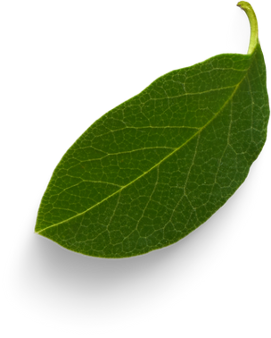 Leaf